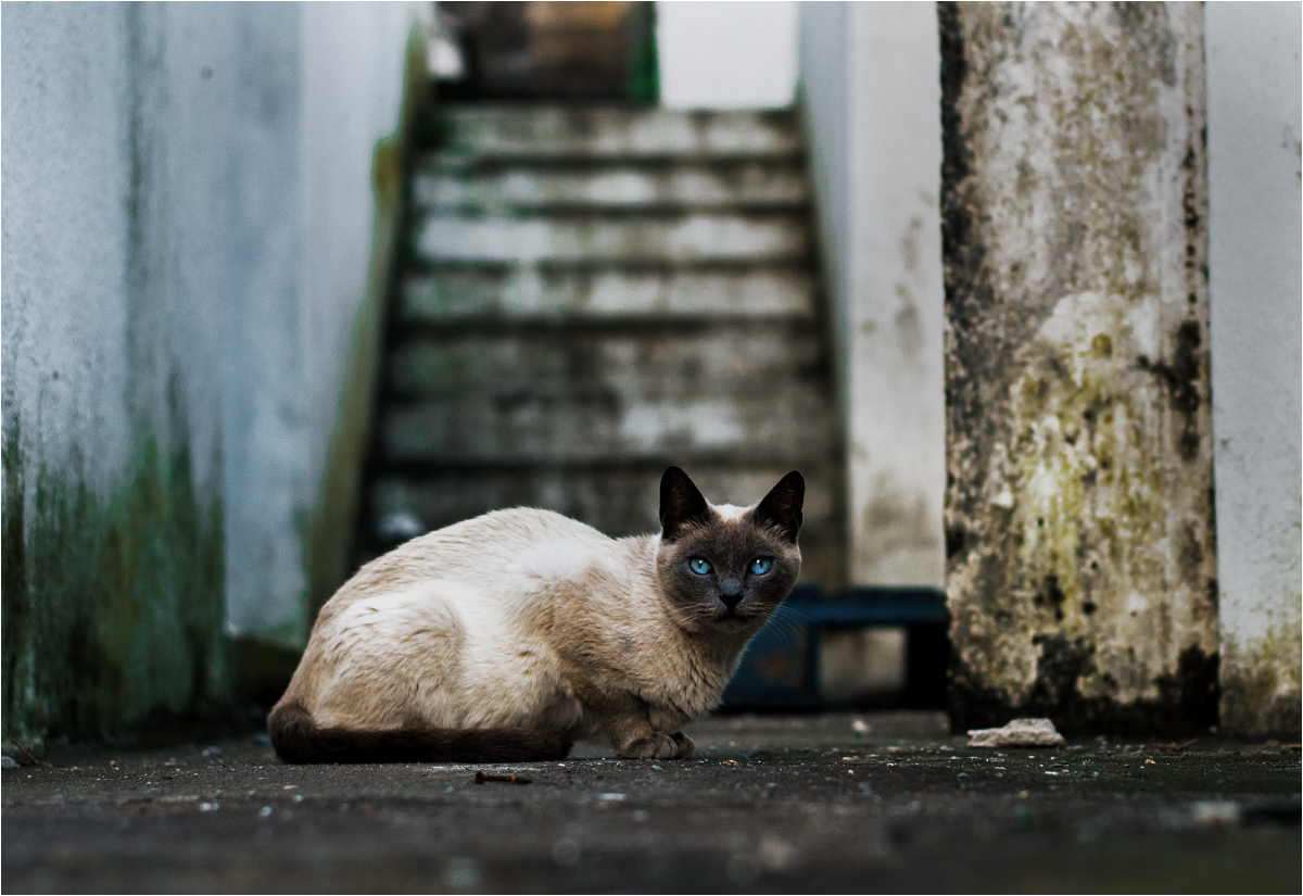 Niebieskie oczy kotów kontrastują z zielonością porastającego budynki mchu
